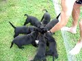 Black Lab Puppies Eating -OBX
