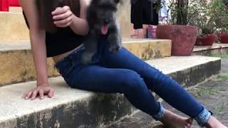 Wow !!! Cute Girl meeting funny Dogs At Home - Training Smart Dogs in Village 20