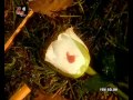 Acı Hayat - Beyaz Gülüm - Www.Alemburasi.com, Alemburasi, Alemburasi.com, Alemburası