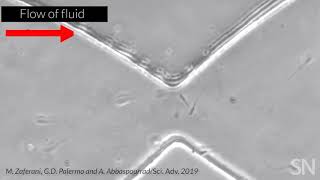 Watch sperm try to swim through an obstacle course | Science News