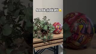 Annemin Çiçeği Düştü Bize Çok Kızdı