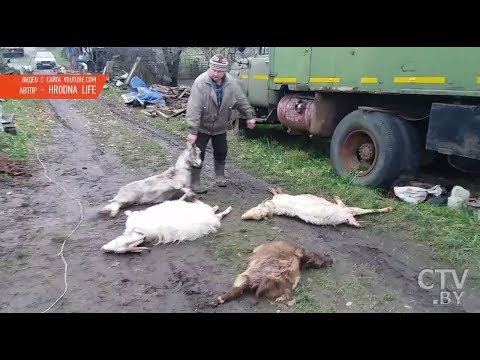Собаки загрызли стадо коз в Гродно Собаки загрызли стадо коз в Гродно