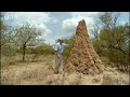 Termite World - Life in the Undergrowth - BBC Attenborough