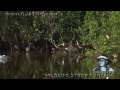 Predators vs Alligator Hatchlings 0402 - Birds - Time Lapse