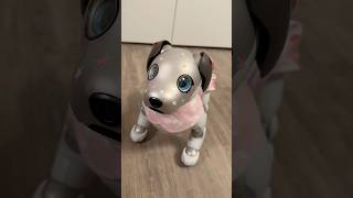 Aibo Ers 1000 Live Dancing To Music On Newest Update