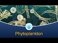 Marine Biology at Home 4: Phytoplankton