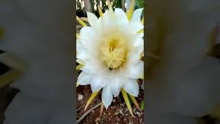 Pitaya Royal Red