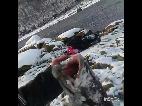 рыбалка на реке ульма рыбалка на реке ульма