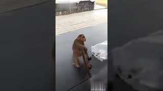 Monkey vs dog funny video
