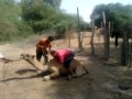 Camel Slaughter Oonth Ki Qurbani images Camel Slaughter Oonth Ki Qurbani