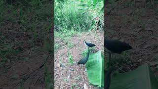 Mikat Ruak-Ruak Menggunakan Jerat Racik Gantung