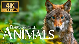 Planet Of Wild Animals 4K 🐾 Discovery Relaxation Beautiful Movie With Soothing Relaxing Piano Music