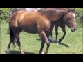 Amaryllis Farm - Horse Slaughter Lies Exposed: PART 2/2