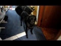Jack the dog, a hero among canines