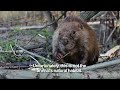 The Beaver Slayers of Patagonia (Trailer)