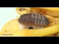 Jamides caeruleus: moulting to the 4th instar