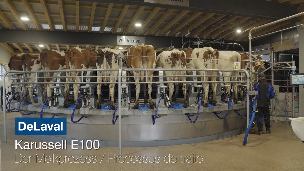 DeLaval Melkkarussell E100 im Einsatz
