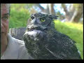 owl