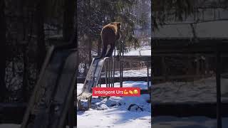 Funny And Cute Animals 2021 1103