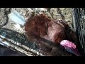 call and response turkey
