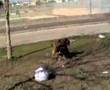 SEsso (ANIMALI IN CALORE)