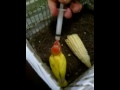 Memberi Makan Anak Burung Lovebird images Memberi Makan Anak Burung Lovebird