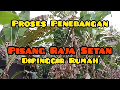 Proses Penebangan Pisang Raja Setan