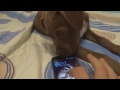 PUPPY PITBULL REACTION TO SAMSUNG WATER RIPPLES SOUND