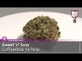 Coffeeshop 1e Hulp Sweet n Sour Weed Closeups & Review Trailer - Smokers Guide TV Amsterdam