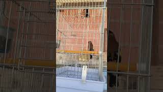 الموندولين بالكاي كاي بلاكرات