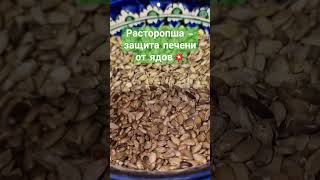 Польза И Вред Расторопши. Как Употреблять Расторопшу