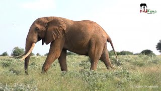 Hyena, Jackals, Buffalos | On Safari In Tsavo East #9