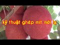 Kỹ thuật ghép cải tạo cây mít mới lạ nhất