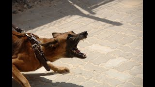 TOP 10 dog barking videos compilation 2019 Dog barking sound - Funny dogs