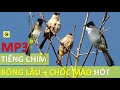 TIẾNG CHIM BÔNG LÂU HÓT KÍCH TRỐNG HAY NHẤT