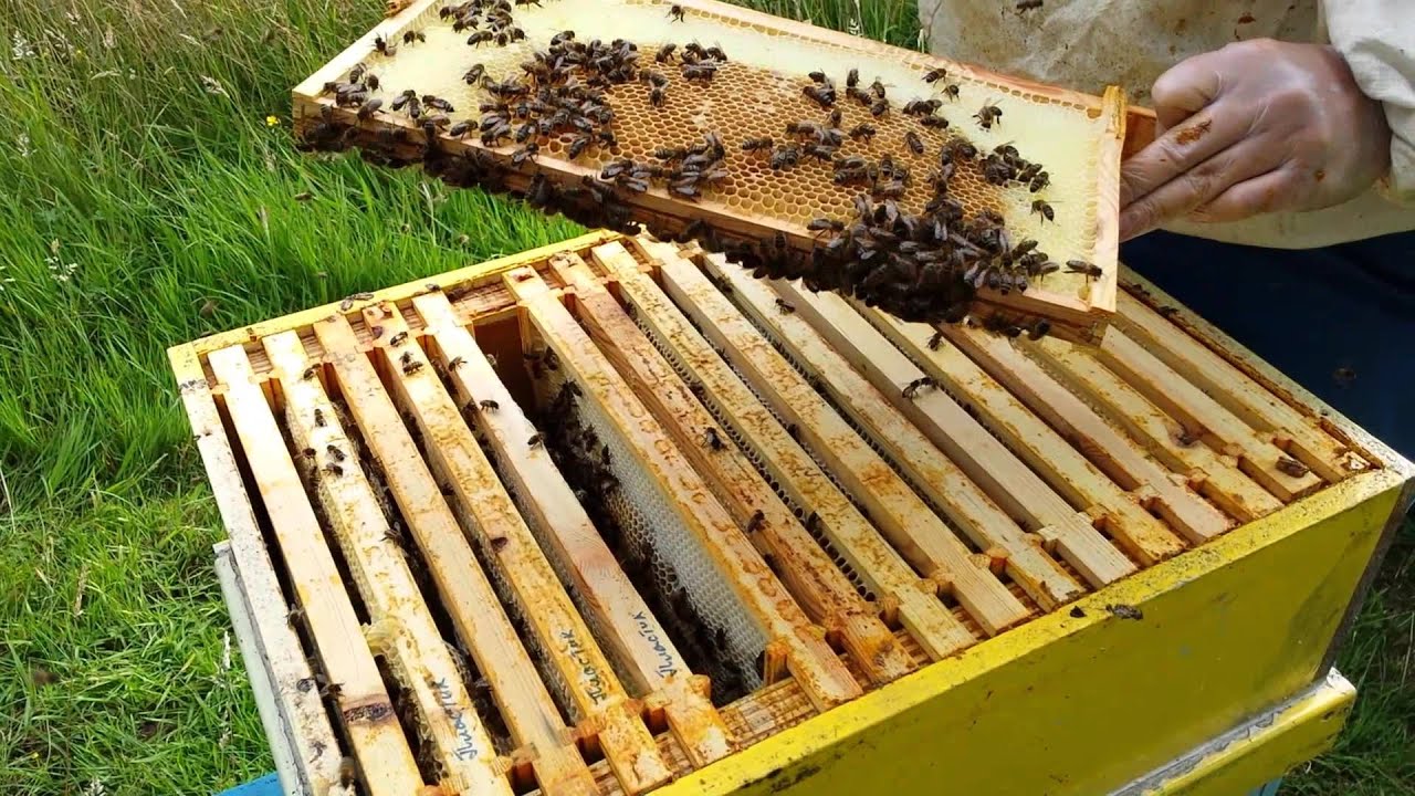 Как просто сделать улей Как просто сделать улей