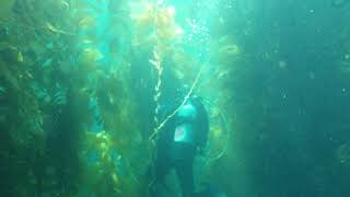 Kids Scuba Through Kelp, 12Yo Boy, 10Yo Girl, Yellow Tank