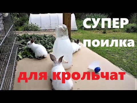 Кролики видео автопоилки своими руками Кролики видео автопоилки своими руками