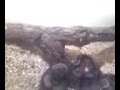 serpiente se come a un bebe