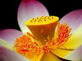 ॐ Lotus Blessings ॐ
