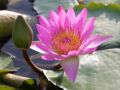 ॐ Lotus Blessings ॐ - July Flowers ecards - Events Greeting Cards