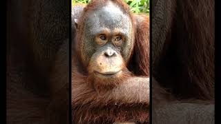 Beautiful Orangutan Up Close.
