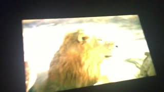 Night Time Safari Lion