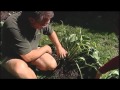 Dividing Perennials & Transplanting Dividing Perennials & Transplanting