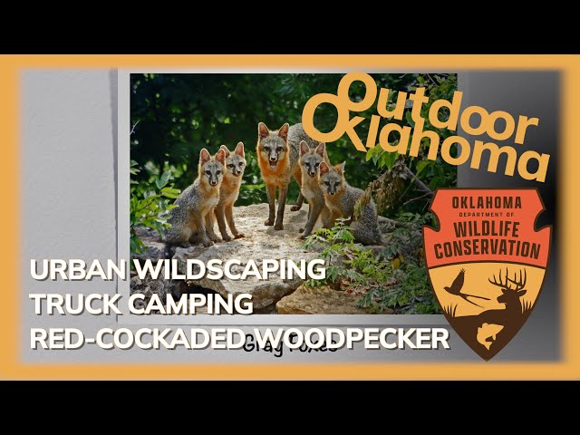 Watch Outdoor Oklahoma 4825 (Urban Wildscaping, Truck Camping, Red-Cockaded Woodpeckers) on YouTube.