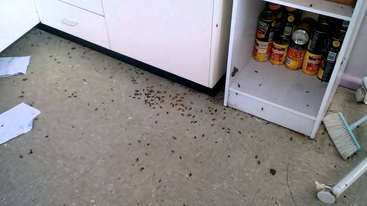 GERMAN COCKROACH INFESTATION TO HOUSE IN TAMWORTH YouTube