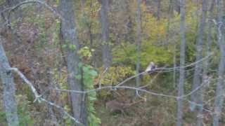 Hd170 Self Video Hunt Videoing Spike At 20 Yards With 8X Fixed Zoom Lens On Hd170