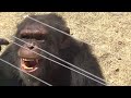 Chimp Eden Tour (13). Meet Cozy; and Joao -The oldest living Chimpanzee in the world.