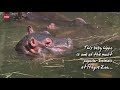 Baby Hippo Has Special Ceremony