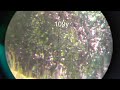 .25 cal airgun